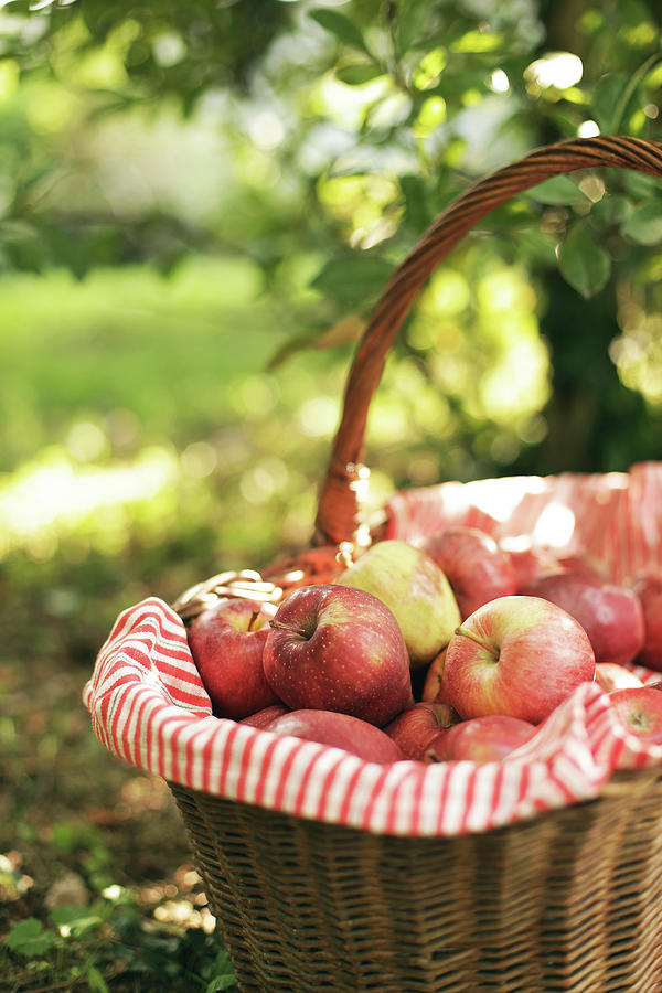Red Apples Basket Photograph by Les Hirondelles Photography