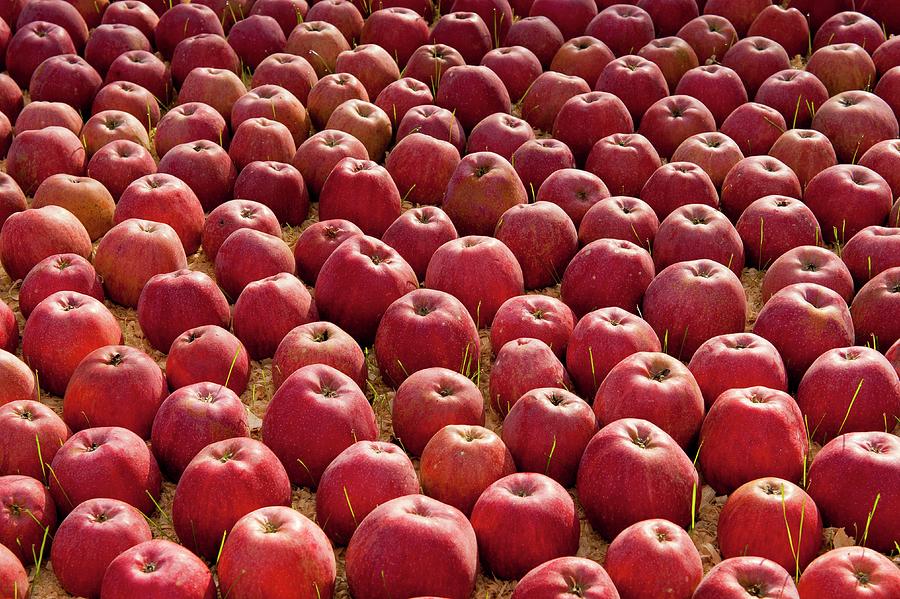 Red Apples, Campania, Italy Digital Art by Natalino Russo