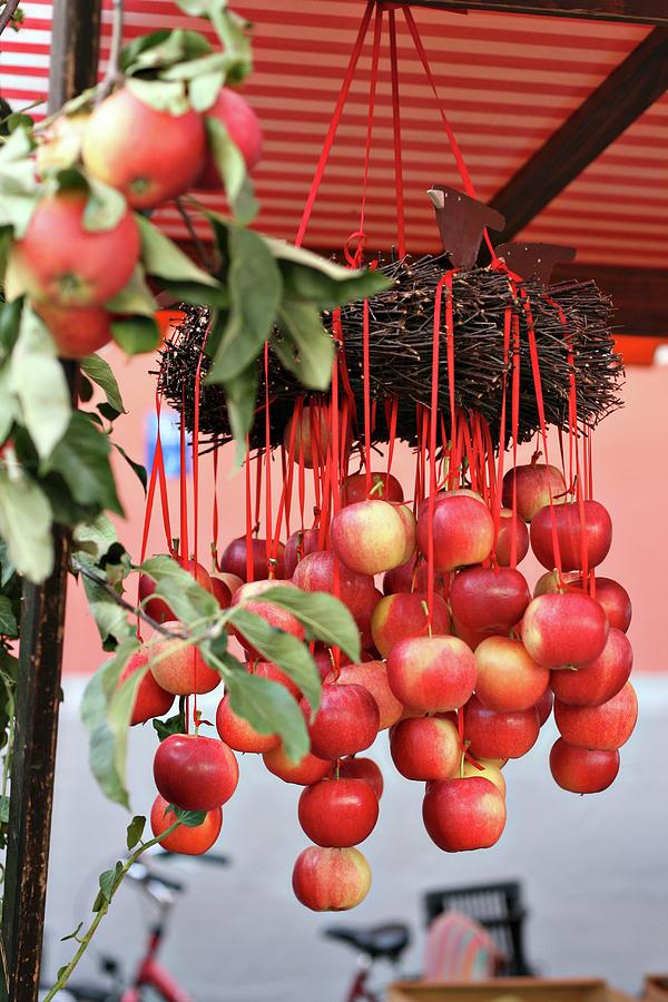 Red Apples Hanging From Wicker Wreath Photograph by Alexandra Panella