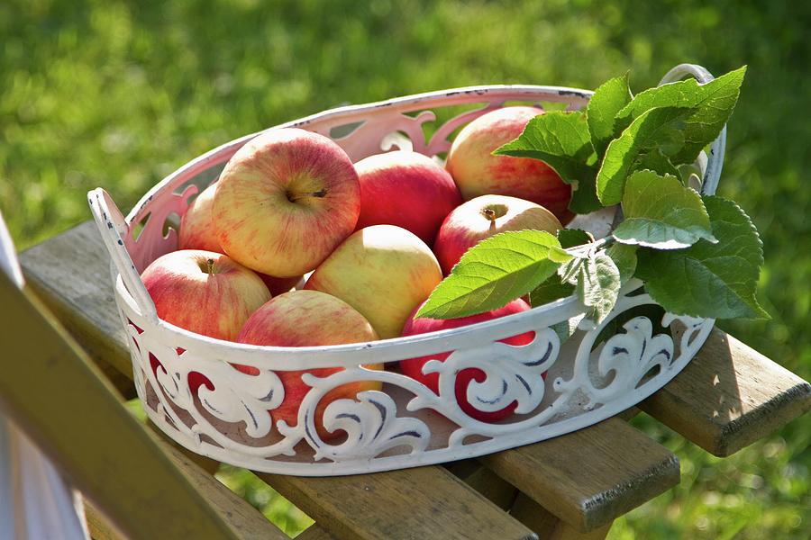 Red Apples In Metal Dish On Garden Chair Photograph by Catja Vedder