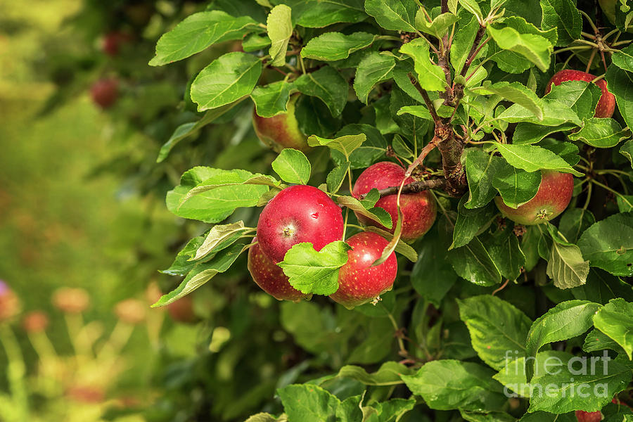 Red apples on tree Photograph by Sophie McAulay