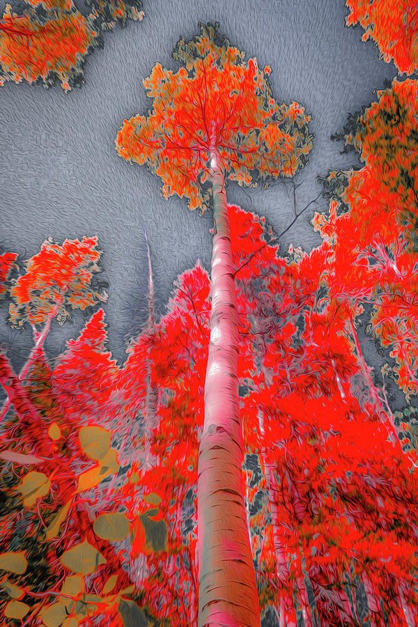 Red Aspen Photograph by Aaron Geraud