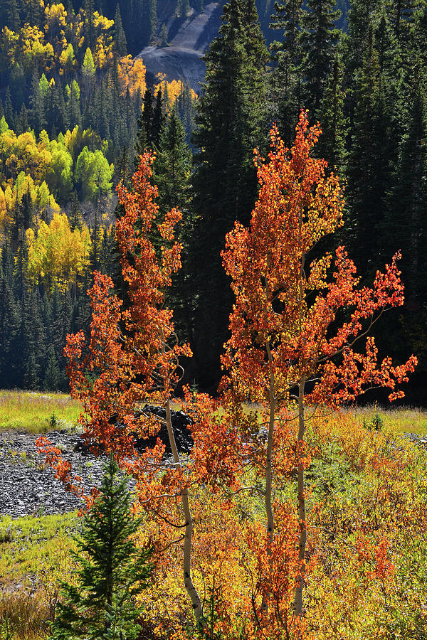 Red Aspen At Red Mountain Pass Photograph