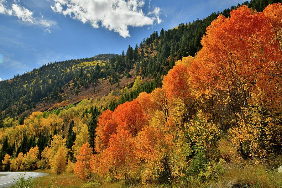 Red Aspens Along Highway 133 Photograph by Ray Mathis