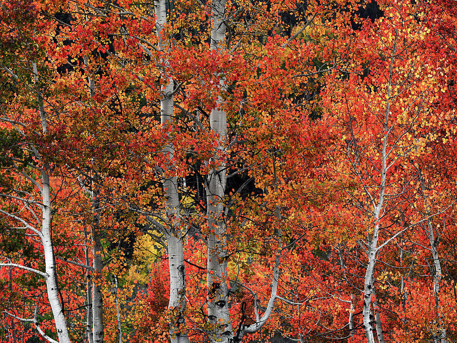 Red Aspens Photograph by Leland D Howard