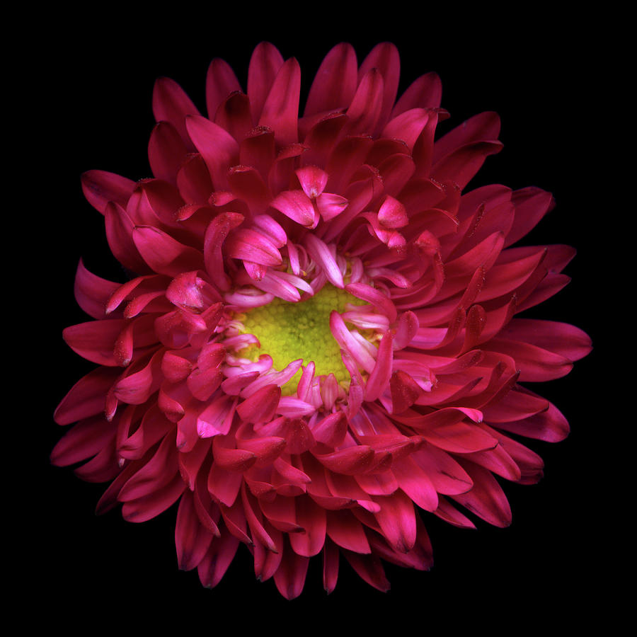 Red Aster Photograph by Photograph By Magda Indigo