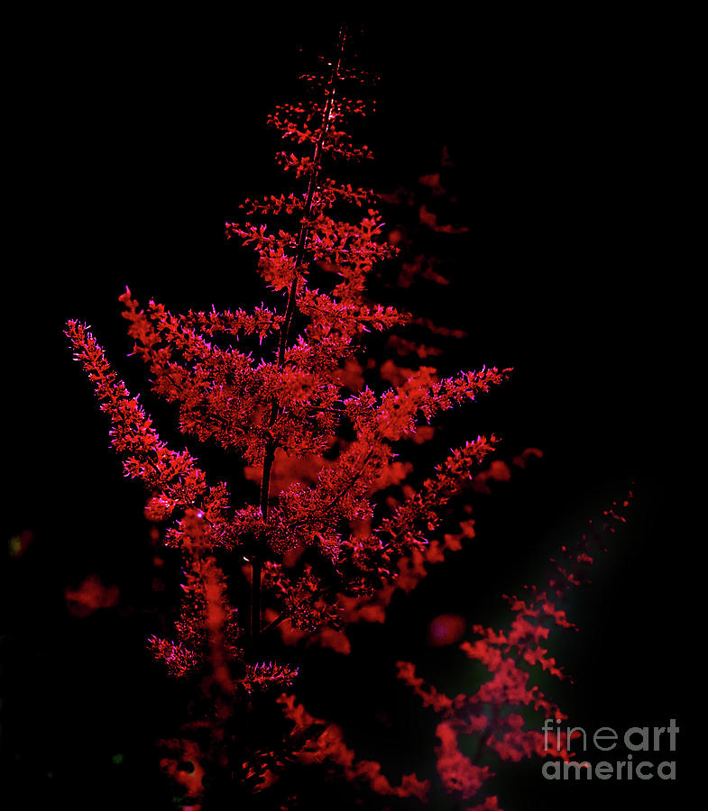 Red Astilbe Photograph by Ann Jacobson