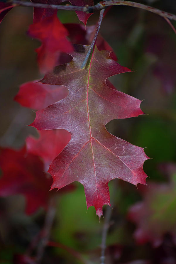 Red Autumn Leaf Photograph by Patrick Nowotny