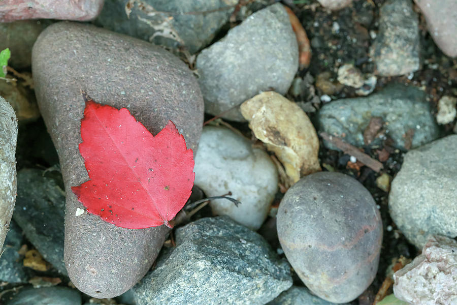 Red Autumn Leaf Resting on Rocks Photograph by Laura Smith