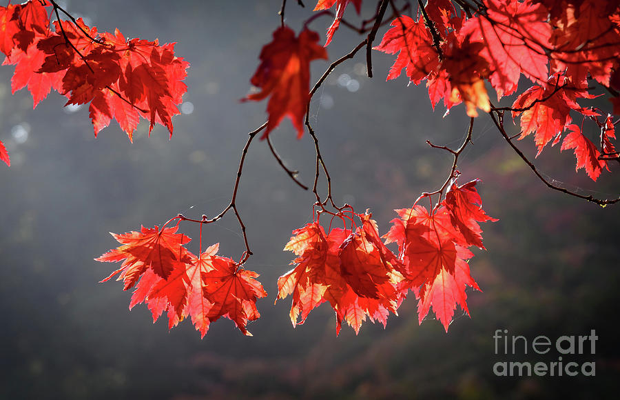 Red autumn leaves Photograph by Colin Rayner