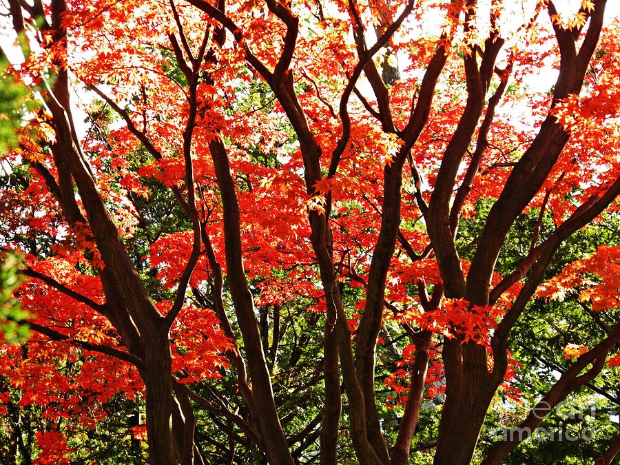 Red Autumn Photograph by Sarah Loft