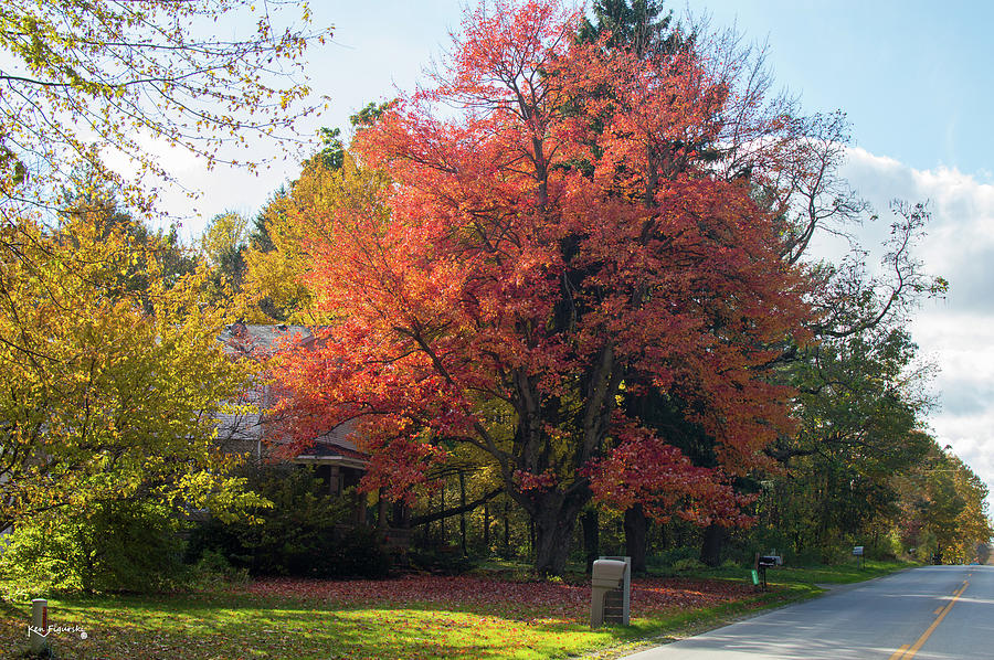 Red Autumn Tree Photograph by Ken Figurski