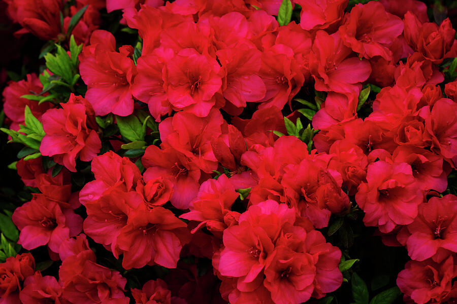 Red Azaleas Photograph by Denise Harty - Pixels