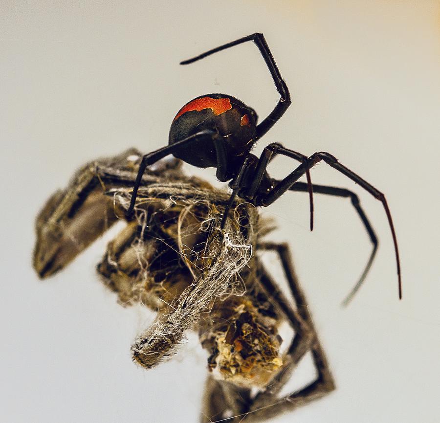Insects Photograph - Red Back by Andrew Lancaster
