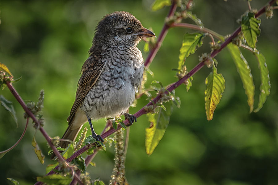 Red-backed Shrike In His Green House Photograph by Doron Margulies