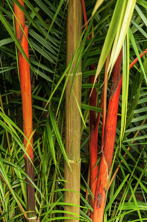 Red Bamboo Photograph by Ginger Stein