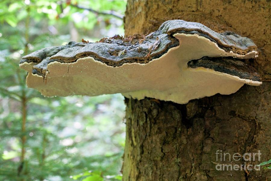 Red Banded Polypore (fomitopsis Pinicola) Photograph by Martyn F. Chillmaid/science Photo Library
