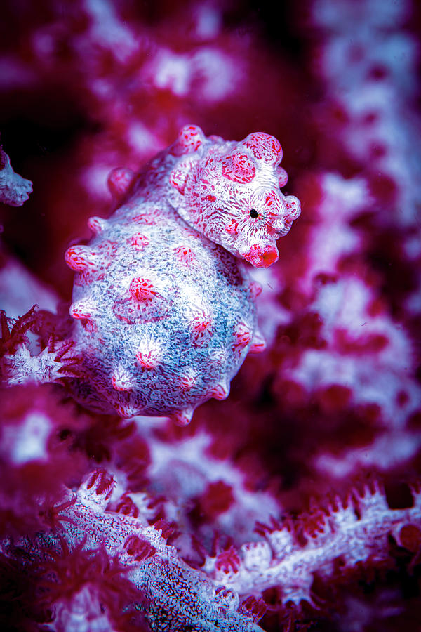 Red Bargabanti Pygmy Seahorse Photograph by Bruce Shafer