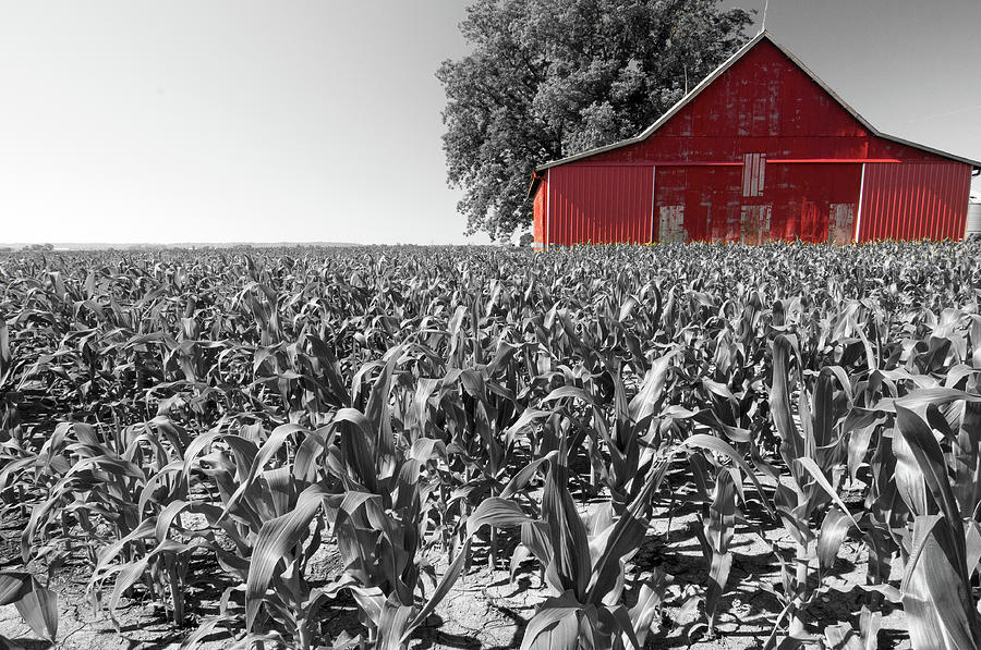 Red Barn and Corn by Steve Stuller Red Barn and Corn by Steve Stuller