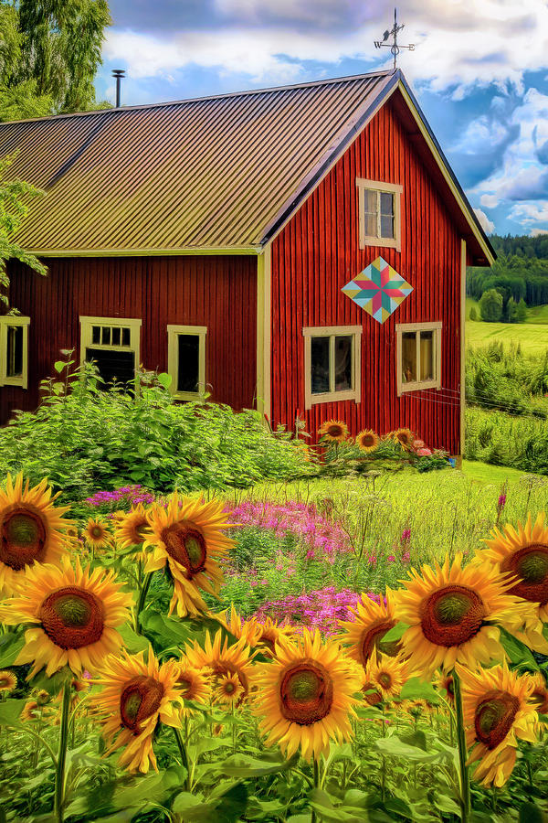 Red Barn in Summer Sunflowers Painting Photograph by Debra and Dave Vanderlaan
