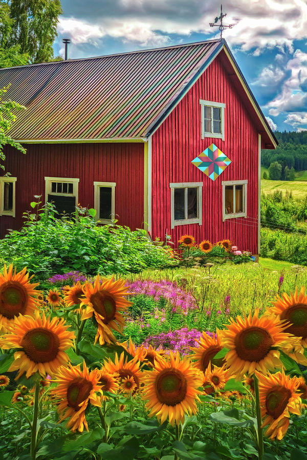 Red Barn in Summer Sunflowers Watercolor Painting  Photograph by Debra and Dave Vanderlaan