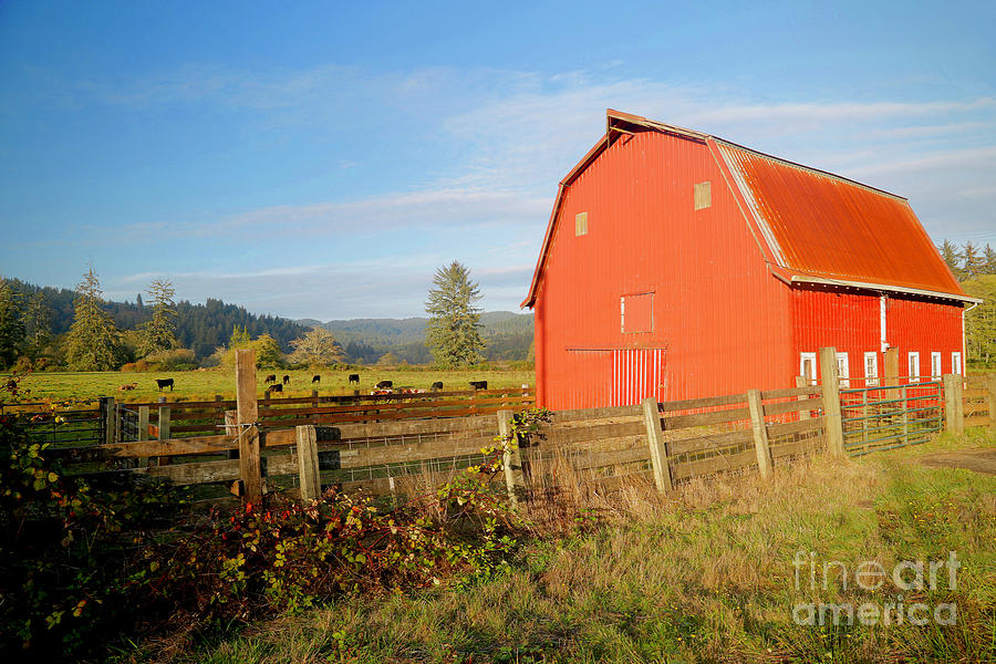 Farm Photograph - Red Barn With Cows 2 by American School