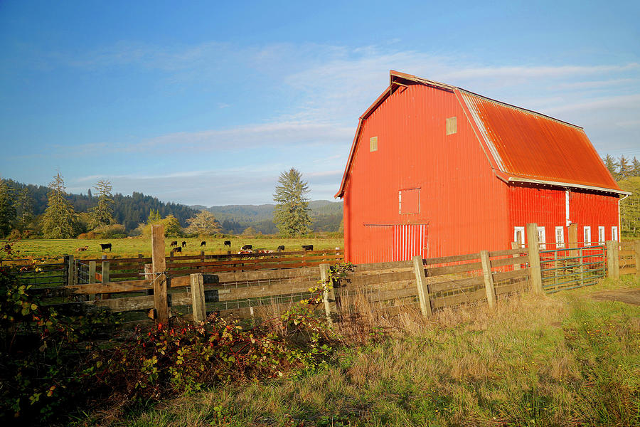 Barn Photograph - Red Barn With Cows 2 by Susan Vizvary Photography