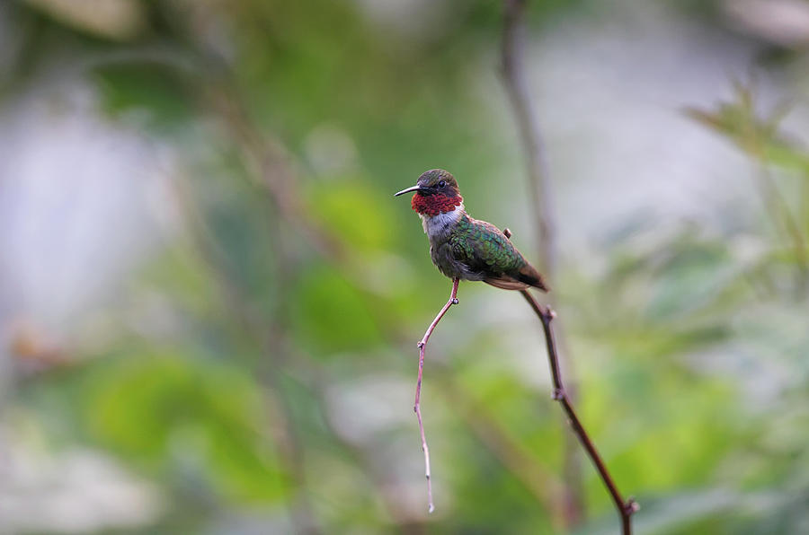  Red Beard - Ruby-throated Hummingbird - Trochilus colubris Photograph by Spencer Bush