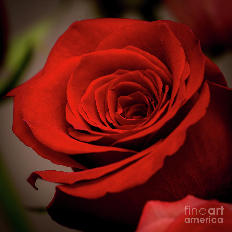 Red Beauty by Annerose Walz Red Beauty by Annerose Walz
