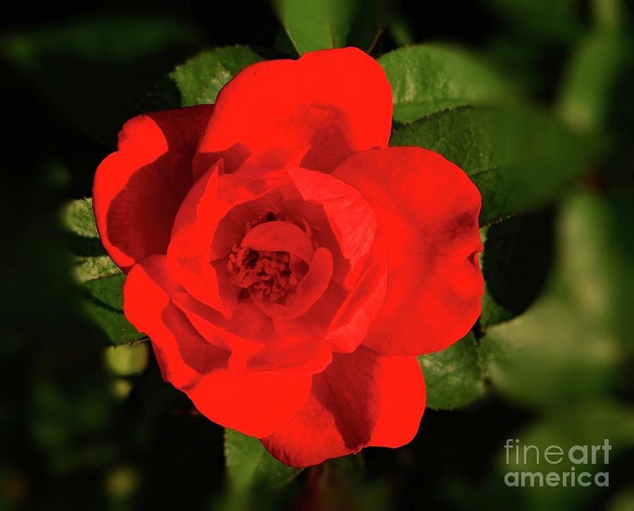 Red Beauty Photograph by Karen Tauber - Fine Art America