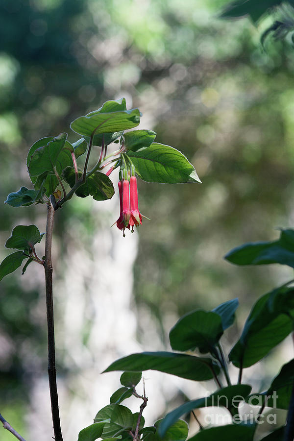 Red bell shape flowers macro closeup with bokeh  Photograph by Ingela Christina Rahm