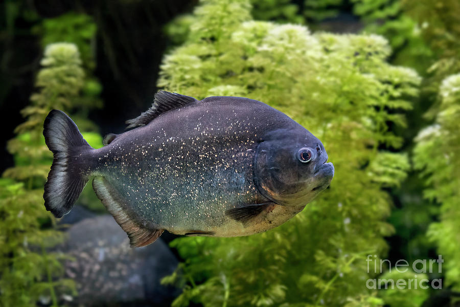 Red-bellied Piranha Photograph by Arterra Picture Library