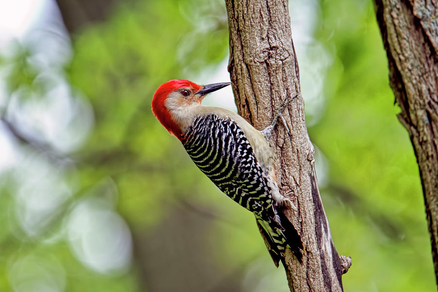 Red bellied woodpecker series II Photograph by Geraldine Scull