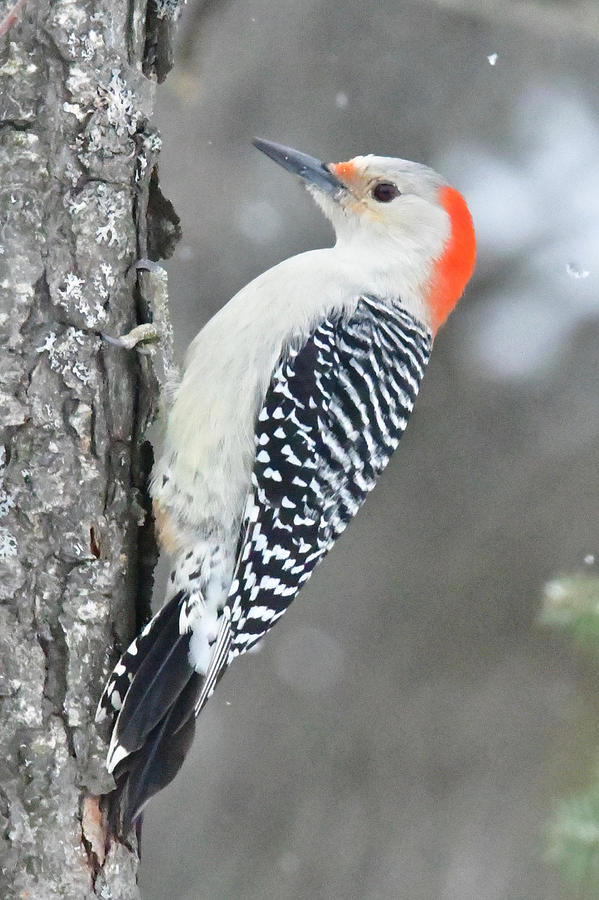 Red Bellied Woodpecker 1494 Photograph by Michael Peychich