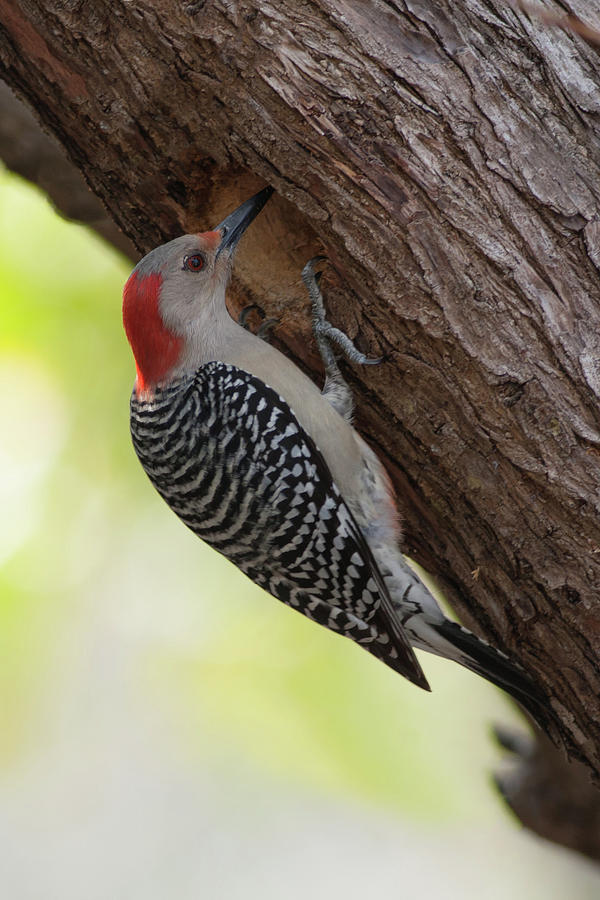 Red-Bellied Woodpecker #2 Photograph by Paul Rebmann