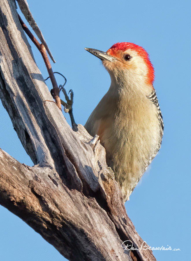 Red-Bellied Woodpecker 3071 Photograph by Dan Beauvais