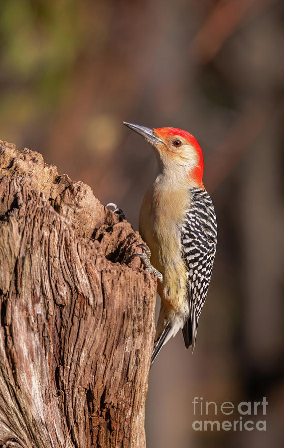 Red-bellied Woodpecker  Photograph by Alan Schroeder