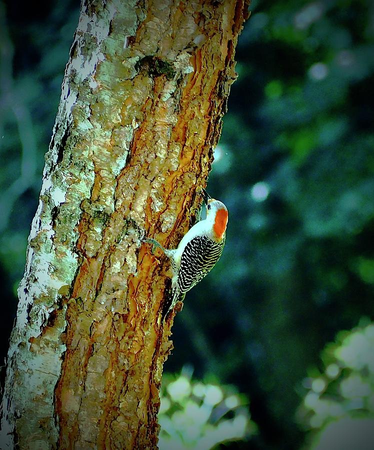 Red Bellied Woodpecker Photograph by Alida M Haslett