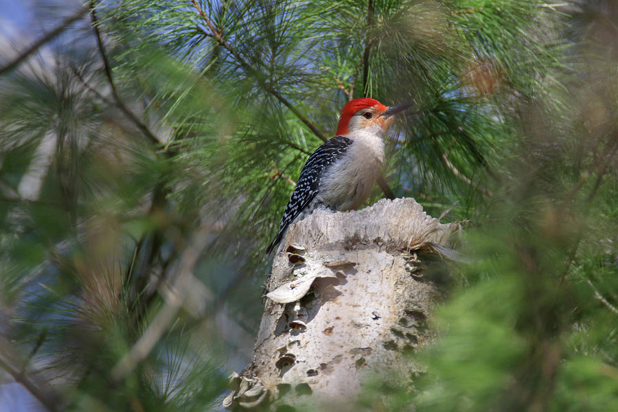 Red Bellied Woodpecker Photograph by Brook Burling