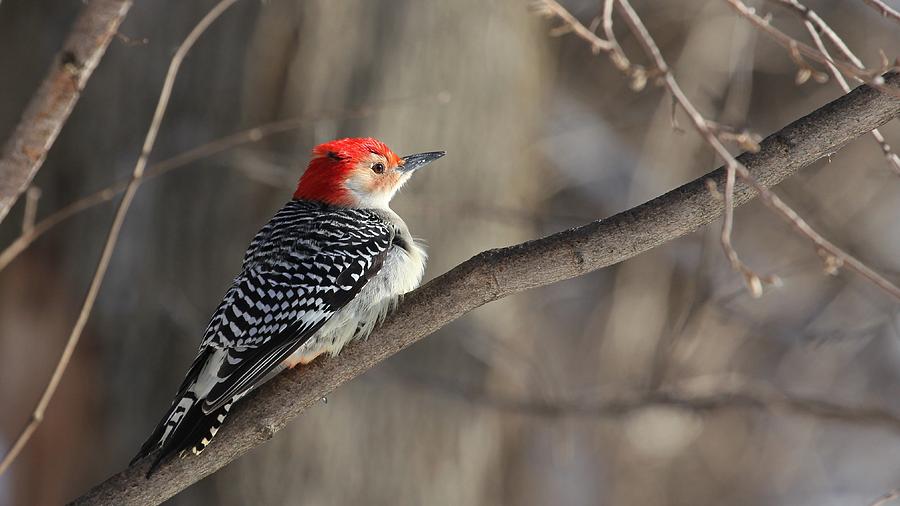 Red Bellied Woodpecker Photograph by Davandra Cribbie
