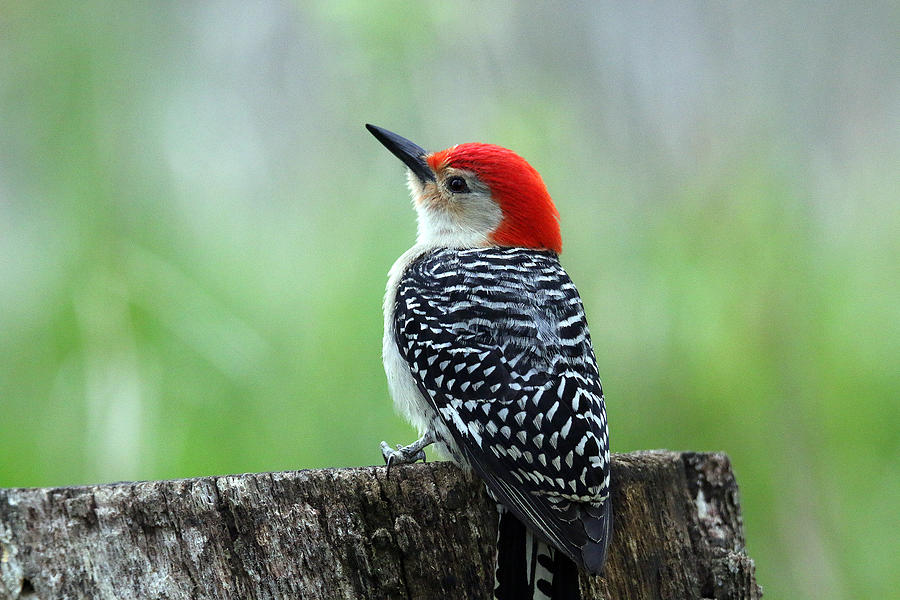 Wildlife Photograph - Red Bellied Woodpecker by Dr Ss Suresh