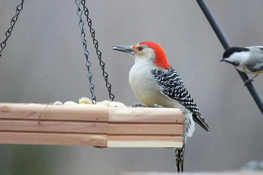 Red Bellied Woodpecker Feeder Photograph by Brook Burling