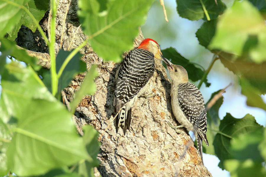 Red Bellied Woodpecker Feeding Photograph by Brook Burling