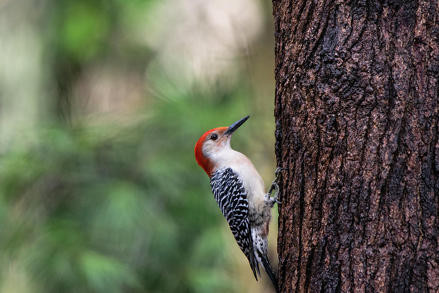 Red Bellied Woodpecker in the Pines Photograph by Mary Ann Artz