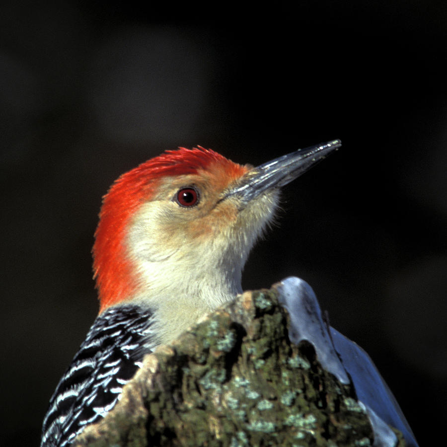 Red bellied Woodpecker Photograph by Jeff Phillippi