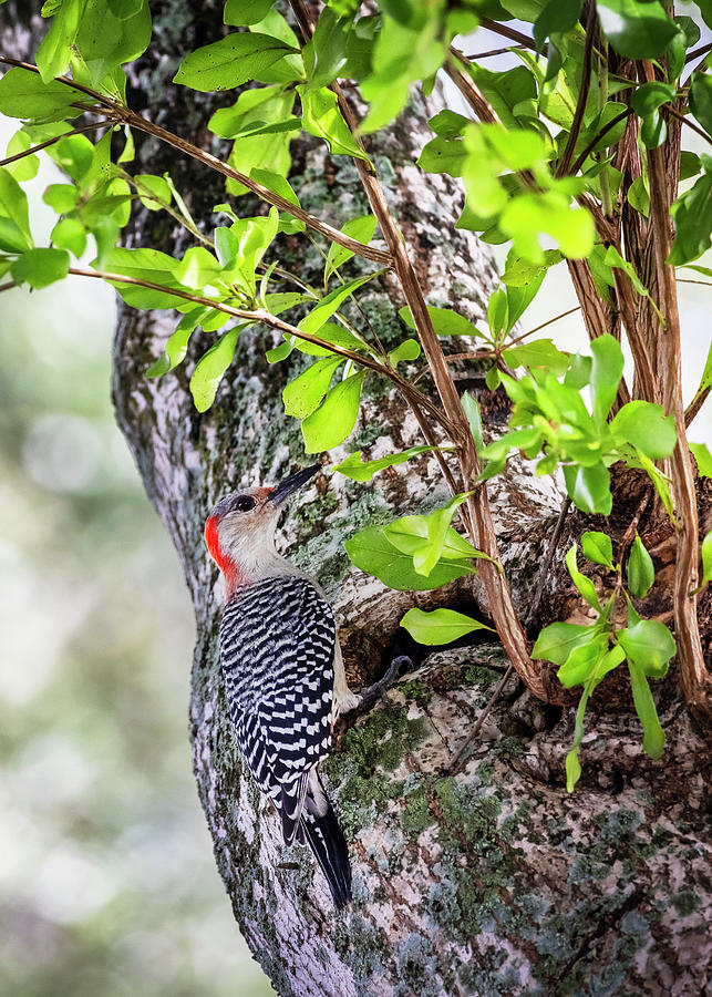Wildlife Digital Art - Red-bellied Woodpecker by Laura Diez