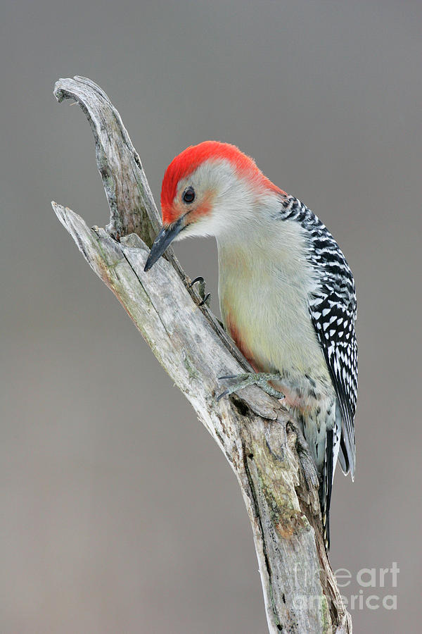 Wildlife Photograph - Red-bellied Woodpecker by Manuel Presti/science Photo Library