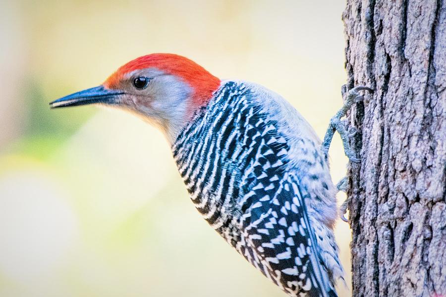 Red Bellied Woodpecker Photograph by Mary Ann Artz