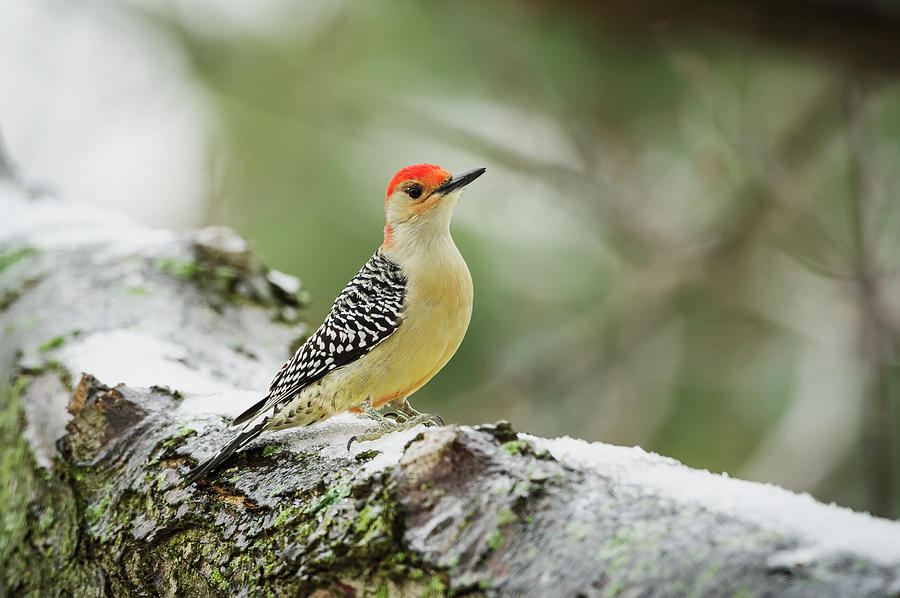 Red-bellied Woodpecker Melanerpes Photograph by Tom Patrick / Design Pics