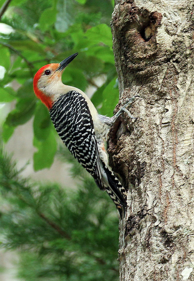 Red Bellied Woodpecker Photograph by Michelle Tinger